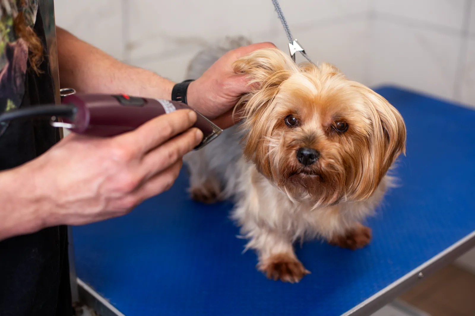Grooming psa w Krakowie