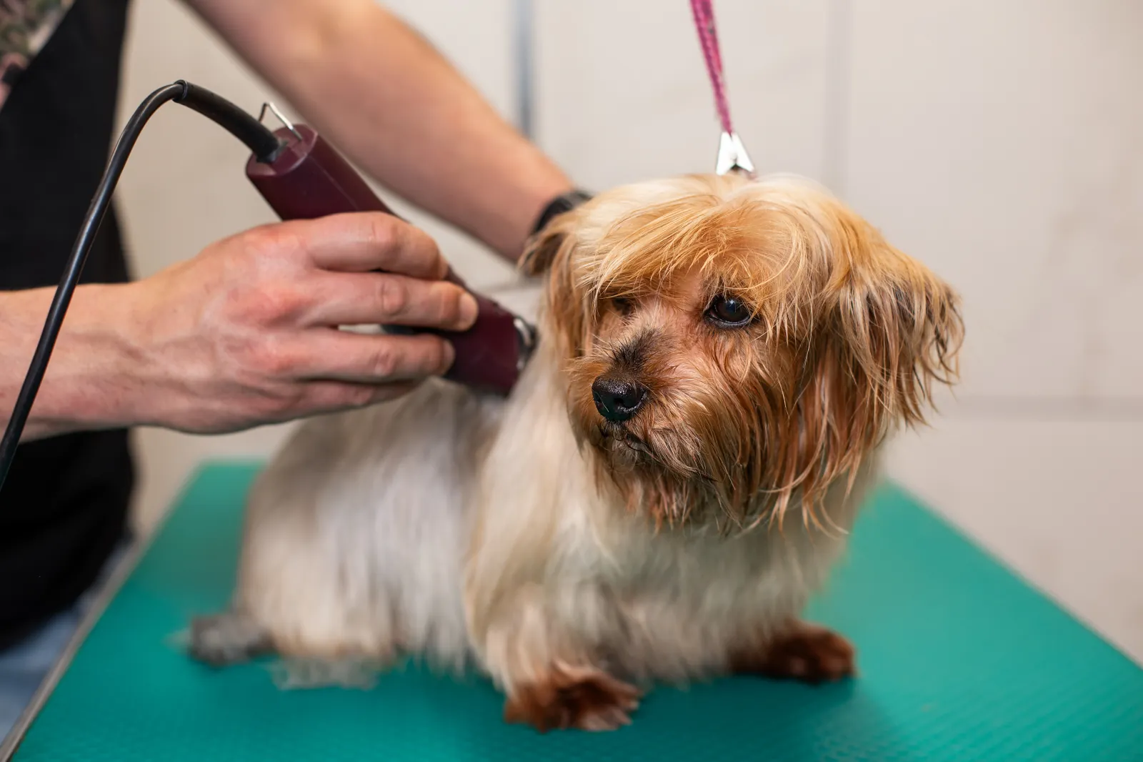 Groomer przy pracy w Perros