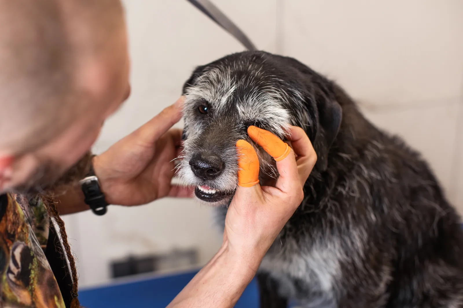 Pielęgnacja psa w salonie Perros